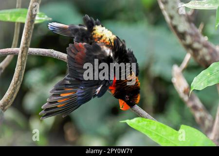 dusky lory Foto Stock