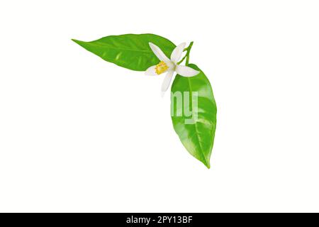 Fiori di arancio. Fiore bianco e foglie verdi. Neroli fiore fragrante isolato su bianco. Foto Stock