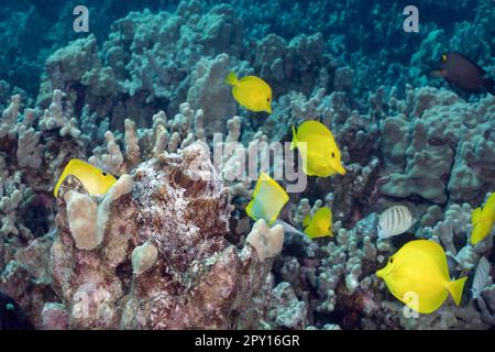 Polpo da giorno, polpo blu grande, polpo di ciano, octopus cianea, mimetizzato con colore e consistenza per fondersi con il substrato di corallo morto, Kona, Hawaii Foto Stock