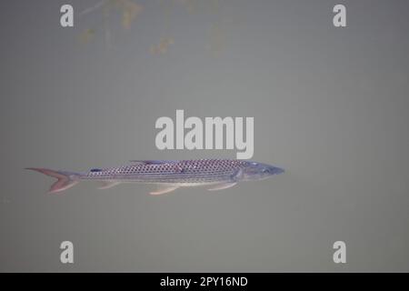 Tigersalmler / Tigerfish africano / Hydrocynus vittatus Foto Stock