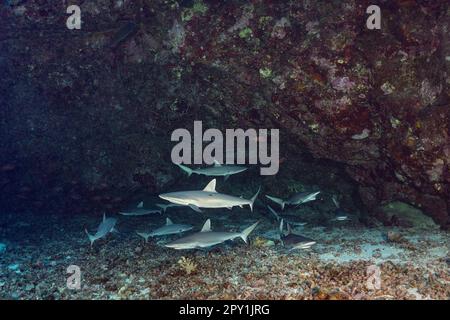 Squali reef grigio giovanile, Carcharhinus amblyrhynchos, scolarizzazione in caverna sottomarina, squalo sul retro destro apre la bocca per sollecitare la pulizia Foto Stock