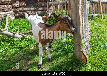 affascinante ritratto di una capra nana Foto Stock