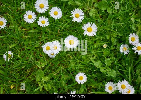 Pratoline che cresce su un prato Foto Stock