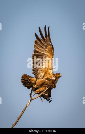 L'aquila bruna decolora dal ramo sottile Foto Stock