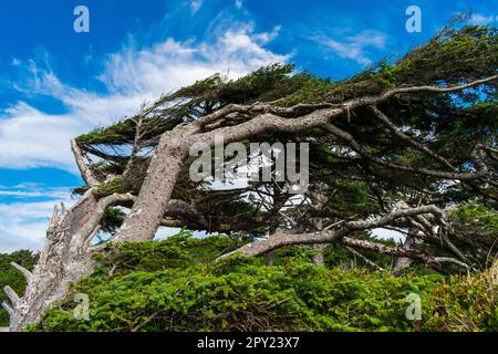 Vento soffiato albero deformato lungo Oregon Coast, Stati Uniti Foto Stock