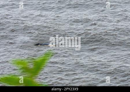 Balena grigia vista al largo della costa dell'Oregon, Stati Uniti Foto Stock