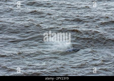 Balena grigia vista al largo della costa dell'Oregon, Stati Uniti Foto Stock