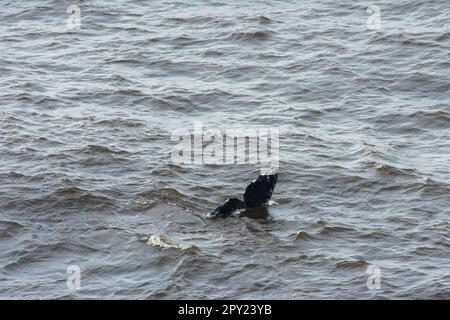 Balena grigia vista al largo della costa dell'Oregon, Stati Uniti Foto Stock