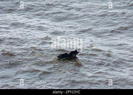 Balena grigia vista al largo della costa dell'Oregon, Stati Uniti Foto Stock