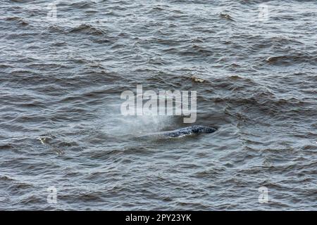 Balena grigia vista al largo della costa dell'Oregon, Stati Uniti Foto Stock