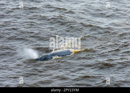 Balena grigia vista al largo della costa dell'Oregon, Stati Uniti Foto Stock