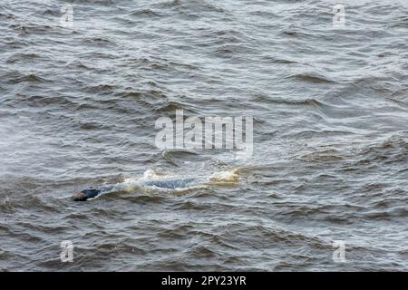 Balena grigia vista al largo della costa dell'Oregon, Stati Uniti Foto Stock