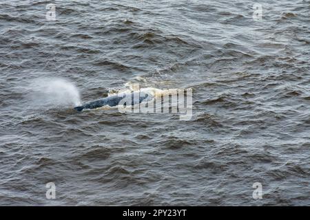 Balena grigia vista al largo della costa dell'Oregon, Stati Uniti Foto Stock