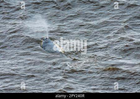 Balena grigia vista al largo della costa dell'Oregon, Stati Uniti Foto Stock