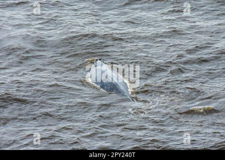 Balena grigia vista al largo della costa dell'Oregon, Stati Uniti Foto Stock