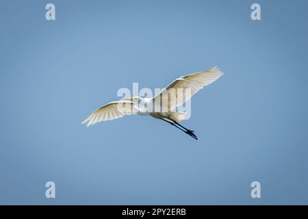 La grande egretta scivola sotto il cielo blu perfetto Foto Stock