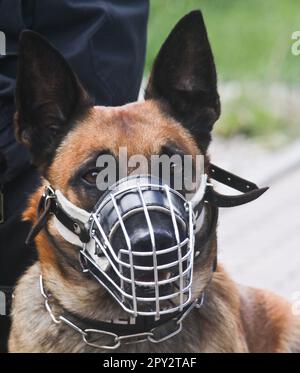 Polizeihund bei der Diensthundeausbildung der Bundespolizei Berlino a Blumberg Ahrensfelde Foto Stock