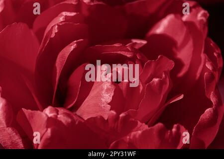 Primo piano del tulipano. Sfondo astratto floreale di colore magenta rosso viva alla moda Foto Stock