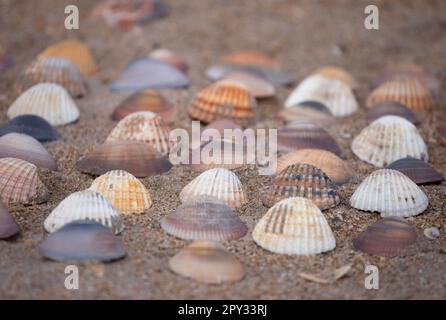 Collezione di conchiglie colorate nella sabbia. Sfondo spiaggia con belle conchiglie. Conchiglie piatte di colore pastello. Foto Stock