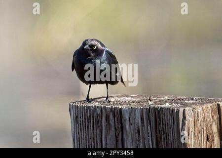 Un uccello nero di un produttore è appollaiato su un palo di legno a Hauser, Idaho. Foto Stock