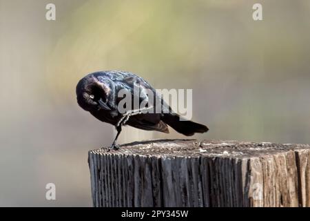 Un uccello nero di un produttore si graffia con il piede mentre è appollaiato su un palo di legno a Hauser, Idaho. Foto Stock