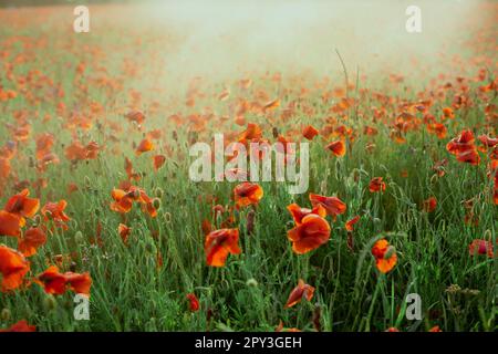 Campo di papaveri coperto con foto di paesaggio di luce del sole. Bellissima fotografia di paesaggi naturali con fiori sullo sfondo. Scena idilliaca. Pict di alta qualità Foto Stock