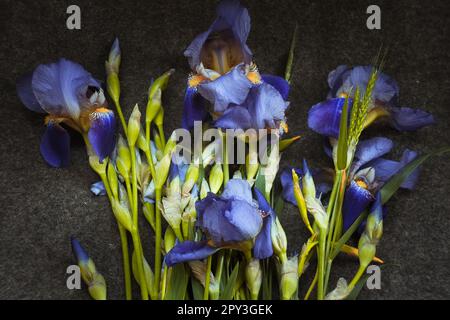 Primo piano iris appassito concetto foto. Fiori selvaggi che giacciono sul terreno. Fotografia dall'alto con sfondo sfocato. Immagini di alta qualità per il wallpap Foto Stock