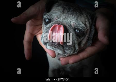 PUG lecca il proprio naso dopo un pasto. Naso leccare bene. Foto Stock