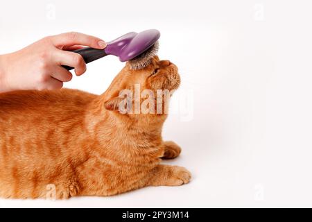 Donna che combatte un gatto britannico rosso su sfondo bianco. Cat Grooming Foto Stock