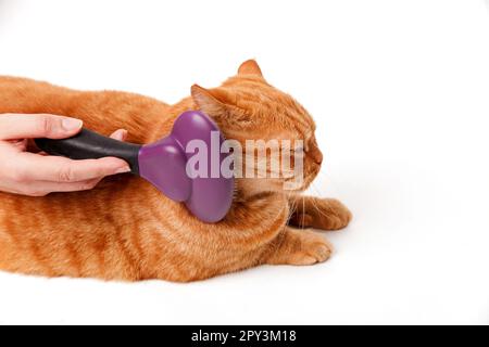 Una mano di una persona che spazzola un gatto britannico sdraiato su sfondo bianco Foto Stock