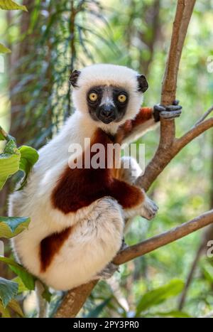 Bel lemur sifaka di Coquerel, (Propithecus coquereli). Animale endemico in via di estinzione seduto sul tronco dell'albero nell'habitat naturale. Peyrieras Mada effettuare prenotazioni on-line Foto Stock