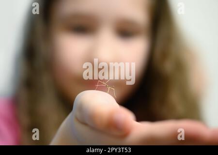 Attaccare il cucciolo di insetto sulla mano del bambino, la bambina che mostra il suo simpatico animale domestico. Vista ravvicinata del piccolo insetto del bastone da passeggio, messa a fuoco selettiva. Tema di anim strano Foto Stock