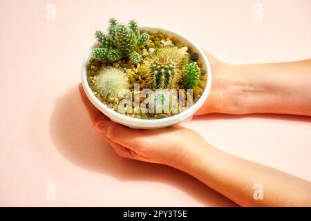 Cactus in una pentola in mani di donna su uno sfondo rosa. Filtro morbido sull'immagine Foto Stock