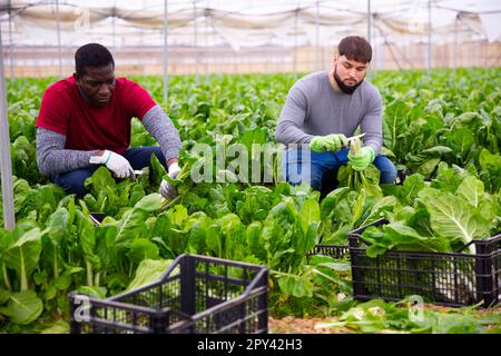 Operai che tagliano bietole verdi su campo agricolo Foto Stock