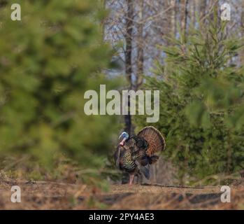 Tom turchia strutting su una mattina di aprile nel Wisconsin settentrionale. Foto Stock