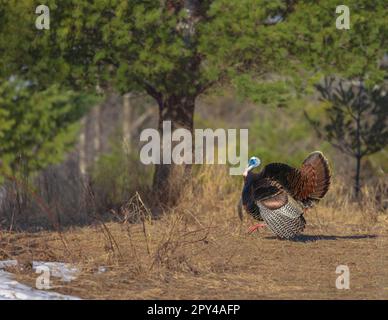 Tom turchia strutting su una mattina di aprile nel Wisconsin settentrionale. Foto Stock