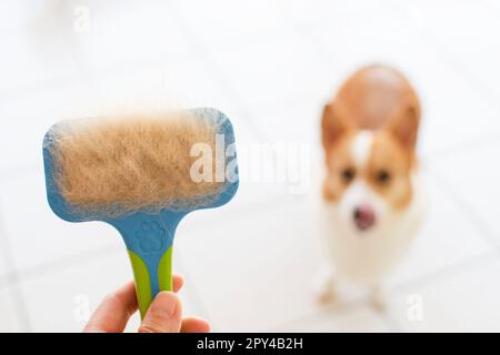 Problemi con la lana dei cani. Concept annuale di muffa, cappotto spargimento, ammuffire cani. Foto Stock