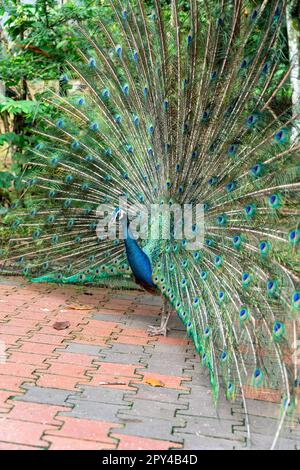Radiant Peacock è un punto di vista sulle sue vivaci piume nel Parco Foto Stock
