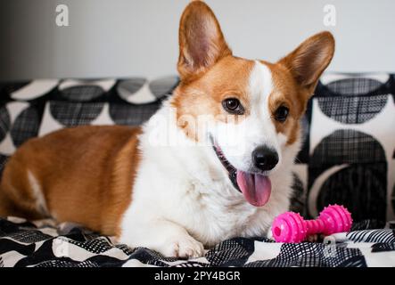 Ritratto di Pembroke Welsh Corgi. Ritratto del cane che guarda la telecamera Foto Stock