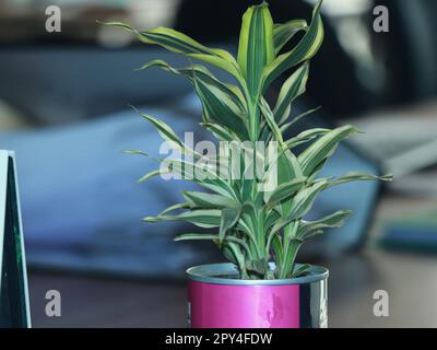 Dracaena Sanderiana nel tavolo da ufficio per un look decorativo Foto Stock