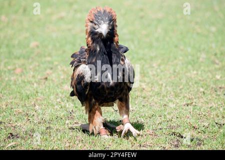 La poiana nera è piuttosto grande, con ampie ali arrotondate, un collo corto e una coda. I buzzard sono di colore variabile da tutto il marrone scuro a. Foto Stock