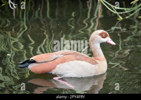 Le oche egiziane hanno collo lungo, gambe rosa lunghe, un becco rosa e macchie oculari marroni che circondano ogni occhio. Foto Stock