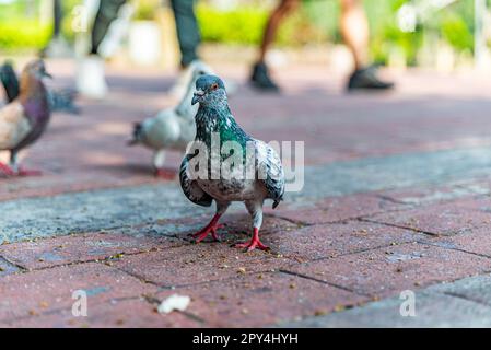 Piccioni che si nutrono di pangrattato gettati contro di loro al Rizal Park nelle Filippine Foto Stock