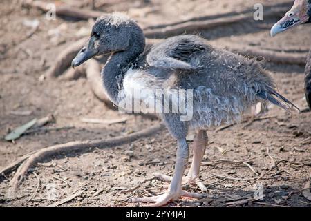 il gosling magpie ha lanugine grigie e piume bianche che iniziano a mostrare. Ha un occhio marrone e becco grigio scuro. Foto Stock