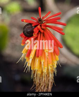 Immagine ravvicinata di un fiore di una pianta di Red Hot Poker con una lumaca marrone che sale sul lato. Foto Stock