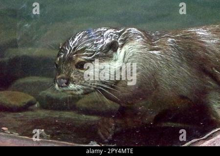 Lontra pelosa (Lutra sumatrana), un carnivoro semiacquatico, è fotografato allo Zoo di Bali a Singapore, Sukawati, Gianyar, Bali, Indonesia. Foto Stock