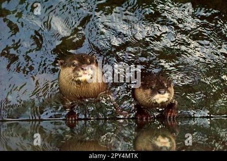 Lontre dal naso peloso (Lutra sumatrana), un carnivoro semiacquatico, sono fotografate allo Zoo di Bali a Singapore, Sukawati, Gianyar, Bali, Indonesia. Foto Stock