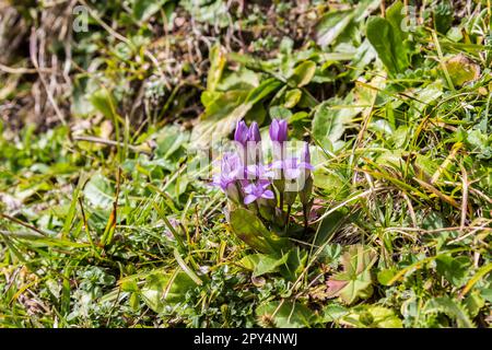 Campo genziano (Gentianella campestris) che cresce sulle montagne delle alpi Foto Stock