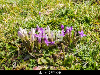 Campo genziano (Gentianella campestris) che cresce sulle montagne delle alpi Foto Stock