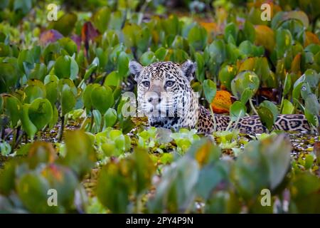 Primo piano di un giovane giaguaro in un letto di giacinti d'acqua, testa e corpo superiore visibili, telecamera di fronte, umore all'alba, Pantanal Wetlands, Mato Grosso, Brasile Foto Stock